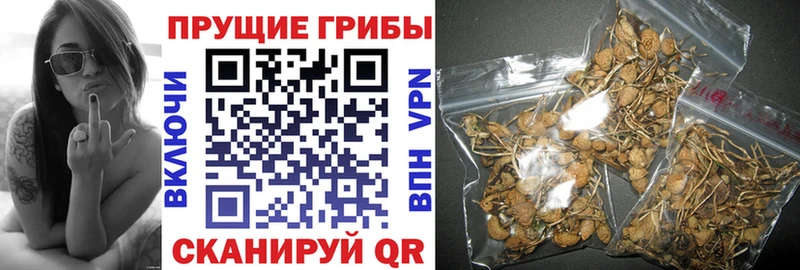 Псилоцибиновые грибы MAGIC MUSHROOMS  Малмыж 